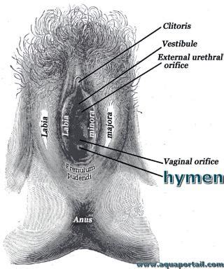 vagina nude|Female external genitalia (vulva) Video & Image